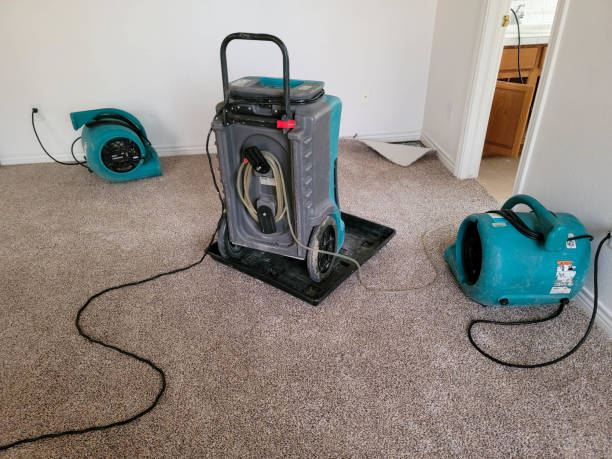 Best Professional water damage repair  in Beacon Hill, WA