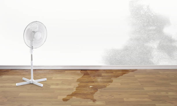 Best Basement water damage restoration  in Beacon Hill, WA